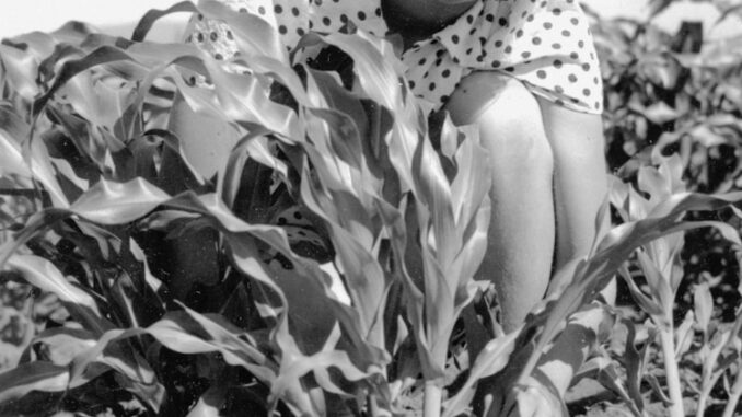 femme agricultrice surveille son champs de maïs Les défis rencontrés par les hommes et les femmes dans l'agriculture : enjeux et solutions pour un secteur clé