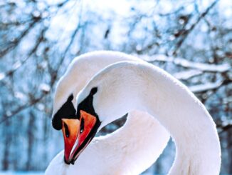 cygne blanc sur un sol enneigé pendant la journée