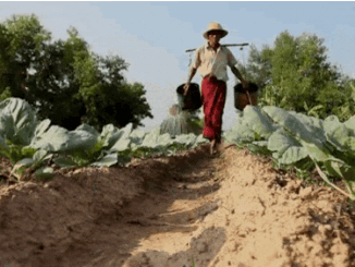 Choisir votre agriculture : Trouver le modèle adapté à vos besoins