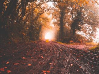 route entre les arbres à feuilles jaunes pendant la journée