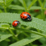 découvrez comment un jardin écoresponsable peut favoriser la biodiversité et protéger les écosystèmes locaux. apprenez des pratiques durables qui enrichissent votre jardin tout en préservant l'environnement.